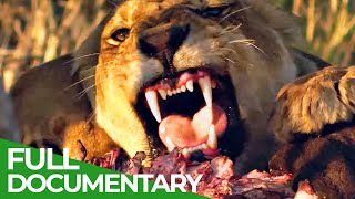 Pride in Battle  The Epic Story of Two Lion Brothers  Free Documentary Nature [upl. by Seaddon650]