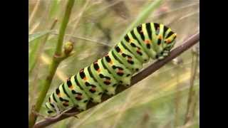 Otakárek feniklovýPapilio machaon Common Yellow Swallowtail [upl. by Iva]