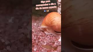 Ampularia passeando aquarionatural peixesdeaquario caracol viralvideo [upl. by Naynek954]