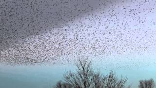 Bird Murmuration in Slow Motion [upl. by Pamella]