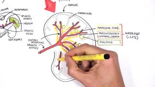 Spleen Anatomy and Physiology [upl. by Atinahc]