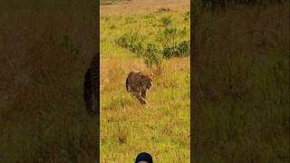 Leopard wildlife shortsfeed viralvideo wildlife [upl. by Hansel346]