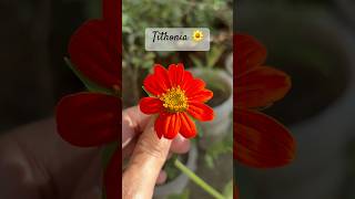 TithoniaMaxican sunflower 🌼 shorts trending gardeningchannel epicgardening [upl. by Rhett]