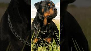 Chennai Rottweiler issue  Register your Dogs  municipal Corporation Tamilnadu [upl. by Cynera429]