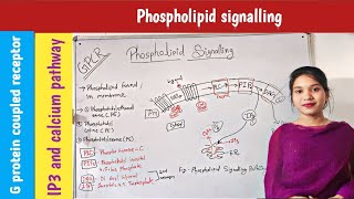 phospholipid signalling in hindi  IP3 DAG pathway  in plants  signal transduction  GPCR [upl. by Aramoy]