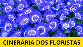 Cinerária dos floristas a planta perfeita para deixar sua casa ainda mais acolhedora [upl. by Dnomyad]