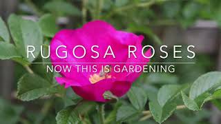 How to Grow Rugosa Roses  Rugspin and other Varieties [upl. by Mikal380]