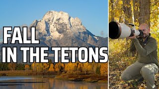 Photographing Fall Wildlife in Grand Teton National Park [upl. by Einnig694]