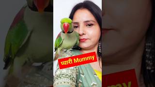 Pablo Parrot Cute Talking मम्मी 😍❤️ shorts parrot funny cute [upl. by Anitnelav]