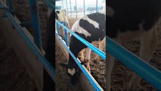 Pinda wale jattShort  Shorts Short video  Viral Short Jatt dairy form [upl. by Medlin]