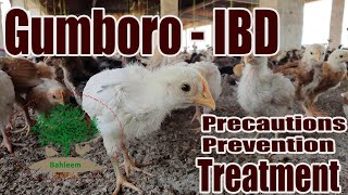 How to treat Gumboro Infectious Bursal Disease [upl. by Aaren665]