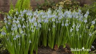 Muscari  Croissance dune plante en accéléré [upl. by Sheena]