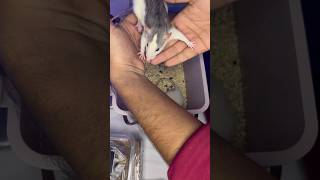 Unboxing husky 🐁😱telugu ytshortsindia trendingshorts viralshorts guntakal husky hamsters [upl. by Mailand375]