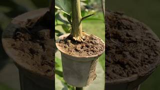 propagation shortvideo nature [upl. by Adrien]