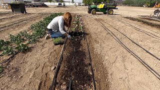 Pinching amp Planting Snapdragons  a Few More Flower Seedlings 🌸✂️🌿  Garden Answer [upl. by Godfry]