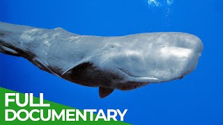 Sperm Whales  Titans of the Deep  Free Documentary Nature [upl. by Nyltak937]