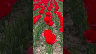 A Kaleidoscope of Colors Tulips in Kashmir mustvisit kashmir kashmirtourism [upl. by Terrab266]