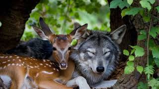 Best Friends The Deer and the Wolf animalshorts [upl. by Tracey122]