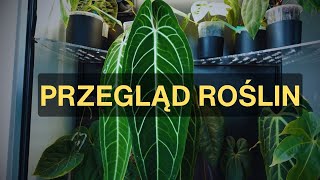 Przegląd roślin regał i witryny roślinydomowe roślinydoniczkowe anthurium [upl. by Roter]