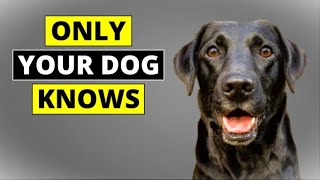 5 INCREDIBLE Things Your Dog Knows Before It Happens [upl. by Rena982]