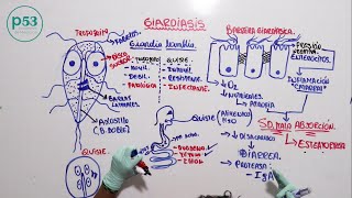 PARASITOLOGIA  Giardia Lamblia [upl. by Freberg]