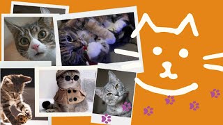 Prepare to Smile Dive into the Adorable Universe of Funny and Cute Animal Videos 🐾 [upl. by Ayisan]