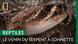 La dangereuse morsure du serpent à sonnette [upl. by Ethelbert]