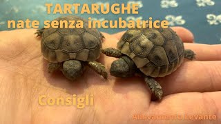 Tartarughe nate senza incubatrice  consigli [upl. by Arnaldo]