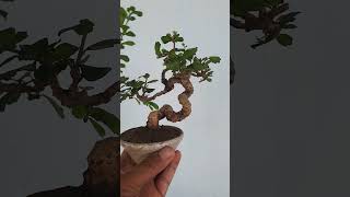 Trà phúc kiến co lắc nghệ thuậtcarmona bonsai mini [upl. by Yeslek]