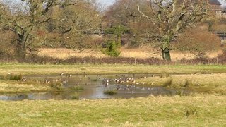 Relaxing View of Wigeon Teal Curlew and Many Other Birds at Topsham [upl. by Carlene]