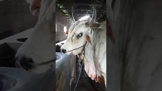 Rk Agro farm Bogura cattle [upl. by Shamrao]