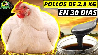 Cómo ENGORDAR Pollos Con MELAZA Fácil Rápido Y Económico [upl. by Welby]