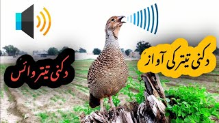 Dakni teetar ki awaz  Grey francolin sound  teetar voice  teetar awaz  teetar sounds [upl. by Fleisher230]