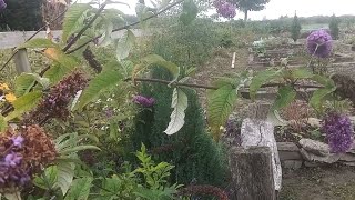 Native Shrubs Of Ireland  Butterfly Bush Buddleia In Full Bloom [upl. by Enehs]