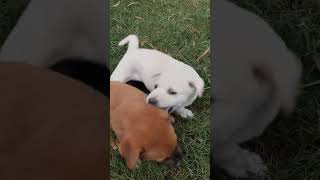 dog sound puppy cute pet funnyanimal funnydog funnypet dogbabydog Hanumanon7dogsound [upl. by Penni]