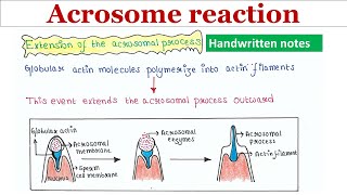 Acrosome reaction  Handwritten notes [upl. by Bianka]