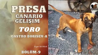 PRESA CANARIO’LARIM GELİŞİM  TORO CASTRO BORISEVA 10 AYLIK 2024 [upl. by Eleets]