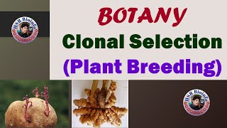 CLONAL SELECTIONPLANT BREEDING BOTANY 4TH SEMESTERPAPER 5 HSR BIOINFO [upl. by Kristianson]