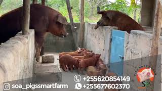 Weaning Time  Duroc Tanzania  Pigs  NGURUWE [upl. by Mun813]