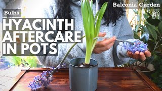 Aftercare For Hyacinths Grown In Pots What To Do When Flowering Is Over 🌿 BG [upl. by Norvell]