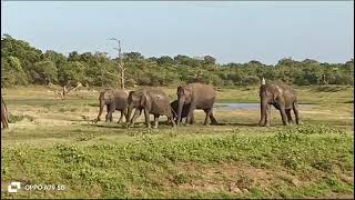 udawalawe safari with prabath 0763537883 [upl. by Aseral]