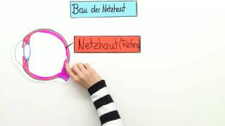 AUFBAU DER NETZHAUT  Biologie  Neurobiologie und Verhalten [upl. by Nillor]