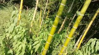 Moso bamboo phyllostachys edulis [upl. by Laenej]