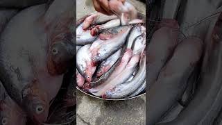 Different Fishes from Market713 sandhyasvillagelife fish fishvideo [upl. by Minica]