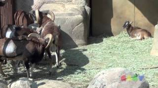 큰뿔산양무플론싸움  Mouflon Fight [upl. by Eltrym]