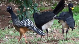 CANTO MUTUMDEPENACHO em família CRAX FASCIOLATA BAREFACED CURASSOW MUTUMPINIMA [upl. by Aihsena]