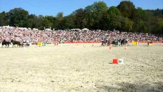 2 Hengstparade in Marbach Hansjörg Hammann LipizzanerVierspänner [upl. by Adiel]