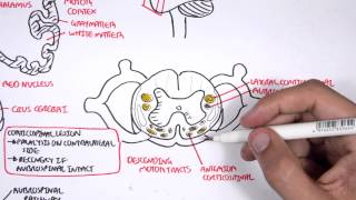 Neurology  Motor Pathways [upl. by Woolson184]