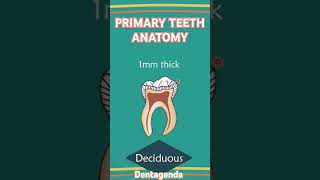 Anatomy of primary teeth vs Permanent teeth [upl. by Niki]