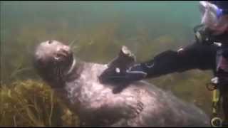 A diver gets up close with a seal on the Isles of Scilly [upl. by Pru]